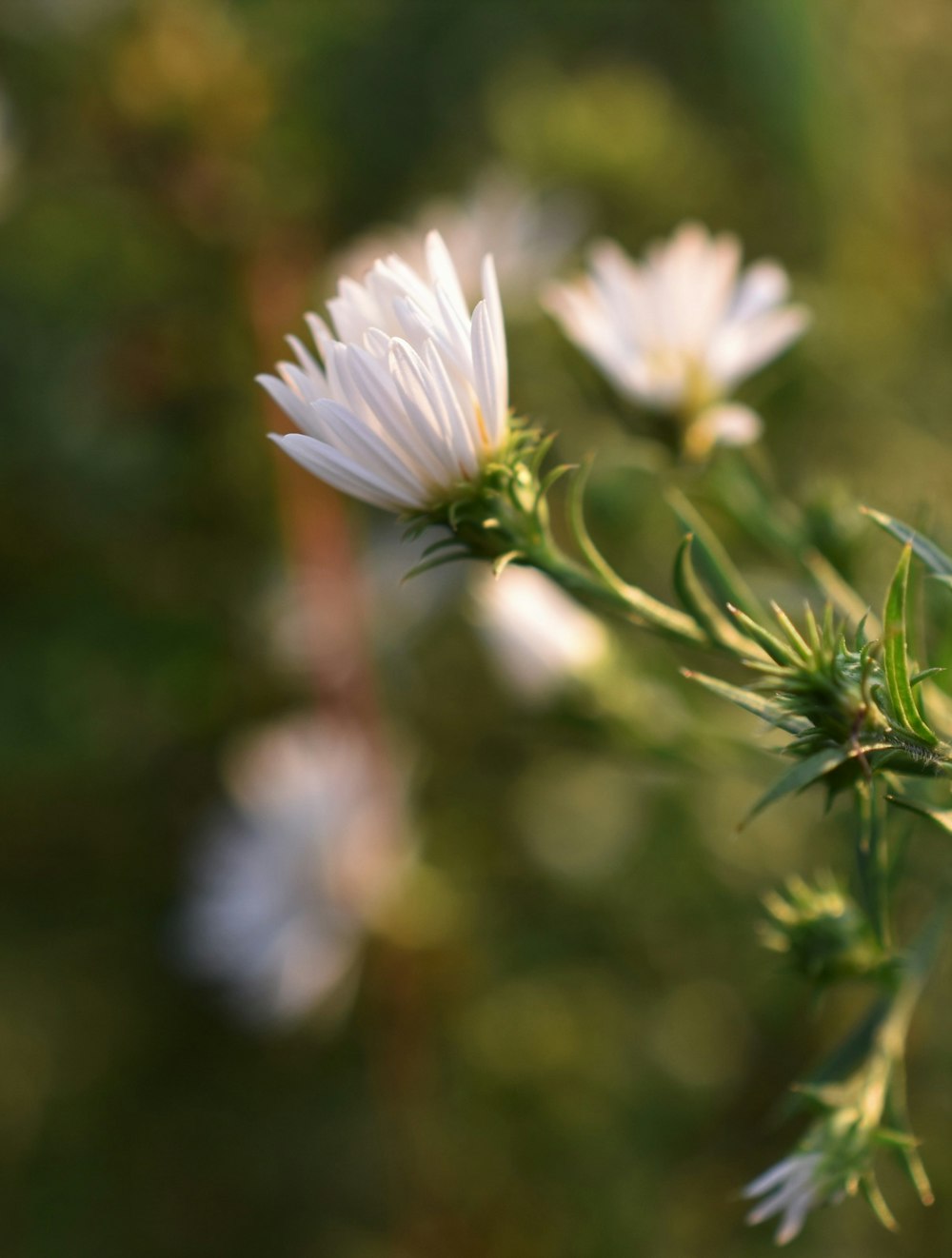 a close up of some white flowers in a field