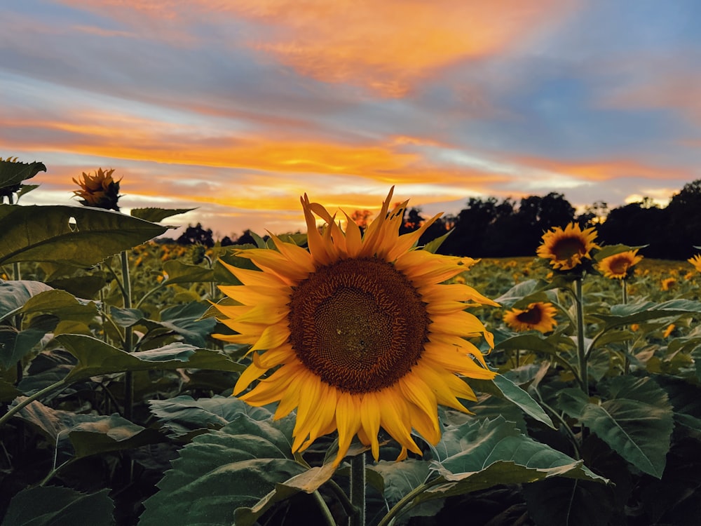 a large sunflower in a field of sunflowers