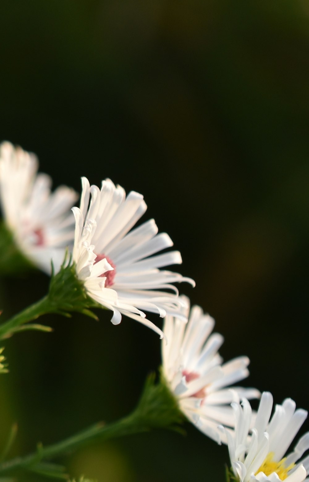 a group of white flowers sitting on top of a green plant