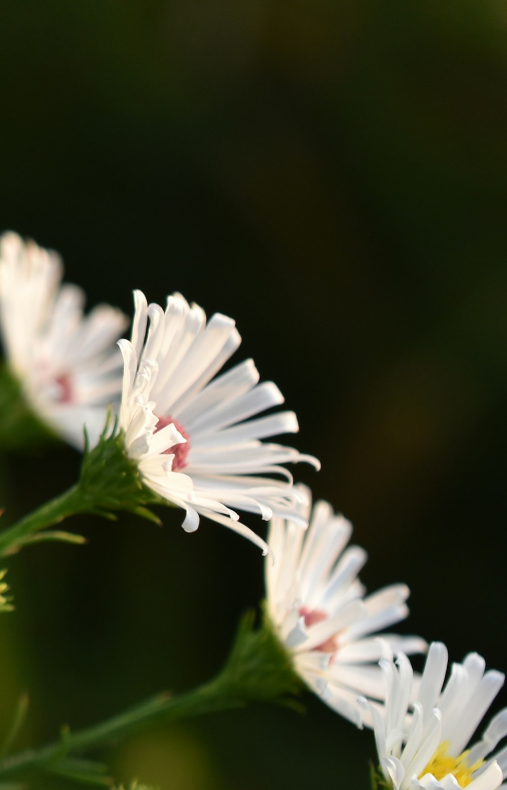 un groupe de fleurs blanches assises au sommet d’une plante verte