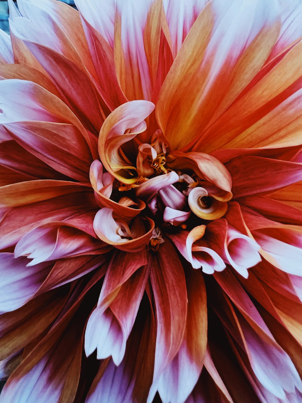 a close up of a large flower with many petals