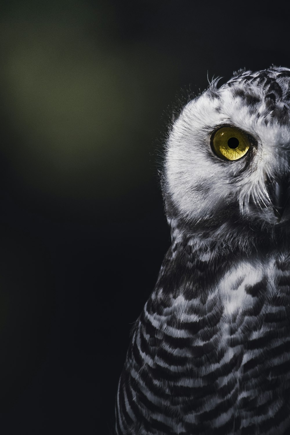 a close up of an owl with yellow eyes