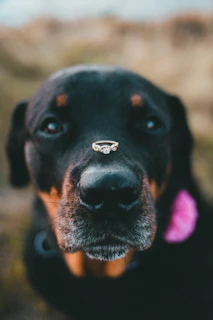 a close up of a dog with a nose ring