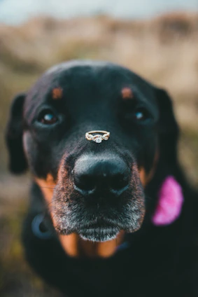 a close up of a dog with a nose ring