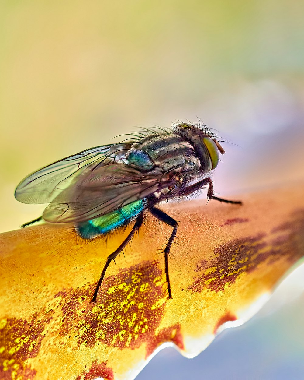 a close up of a fly on a leaf