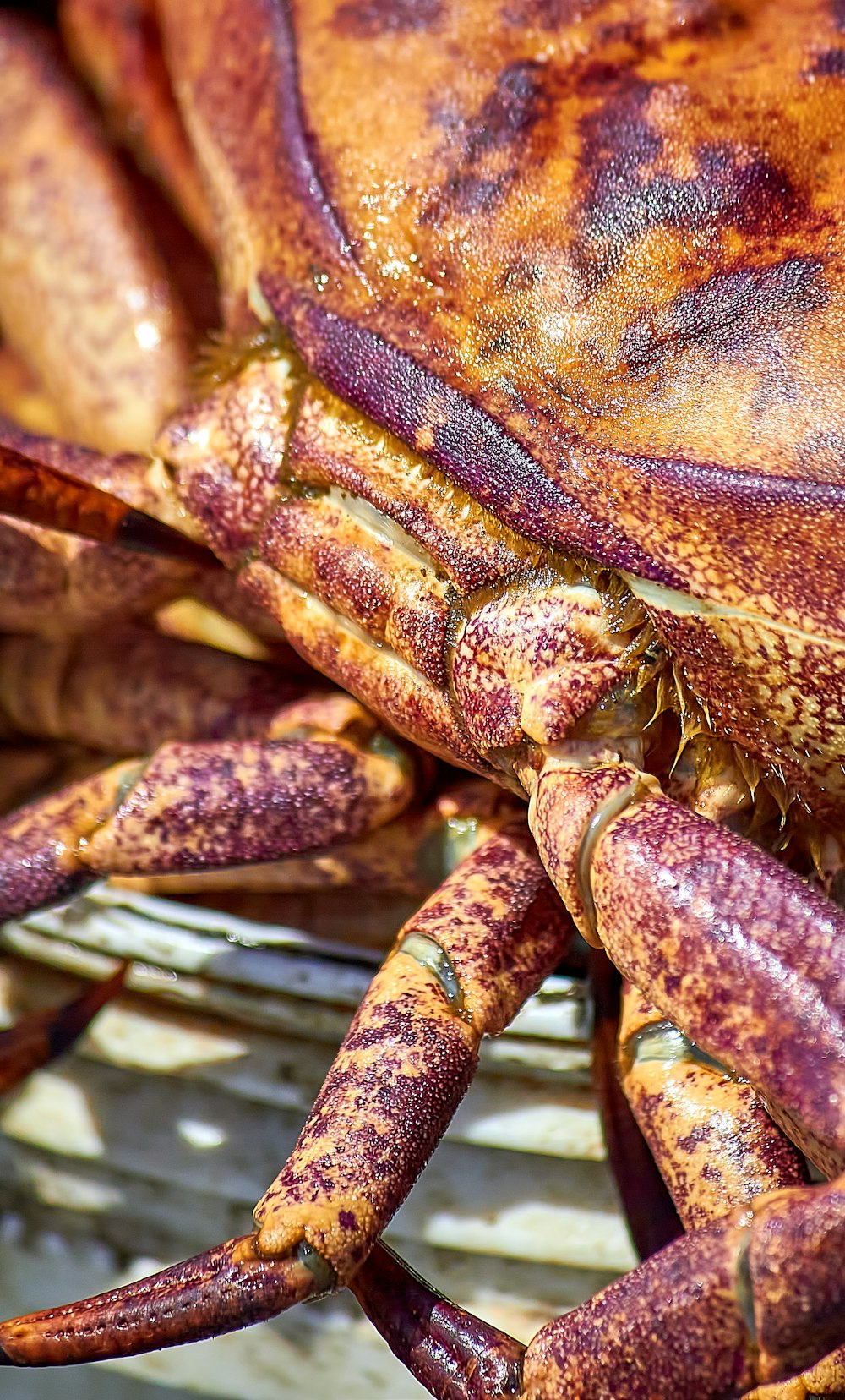 a close up of a crab in a bowl