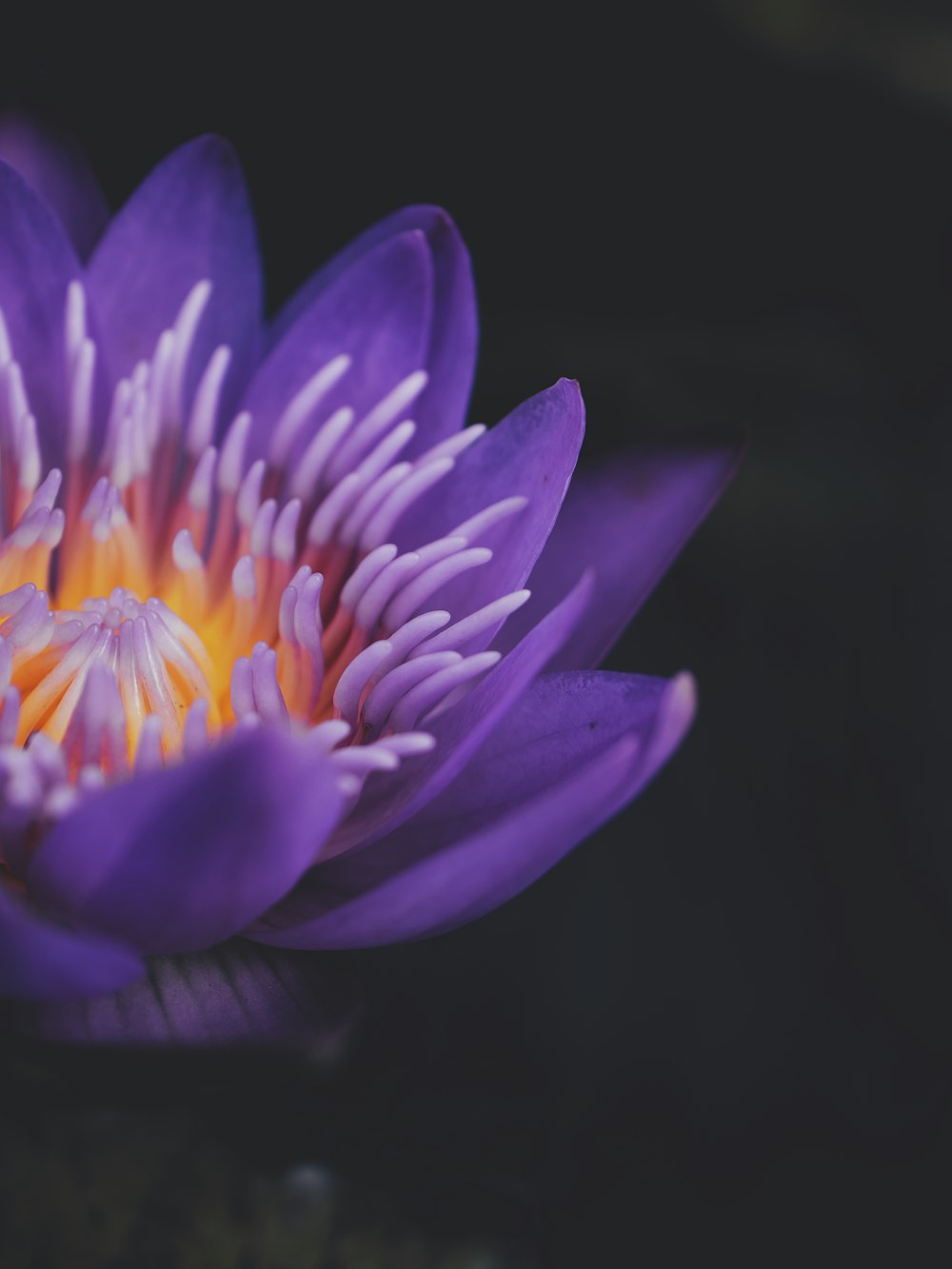 a close up of a purple flower on a black background