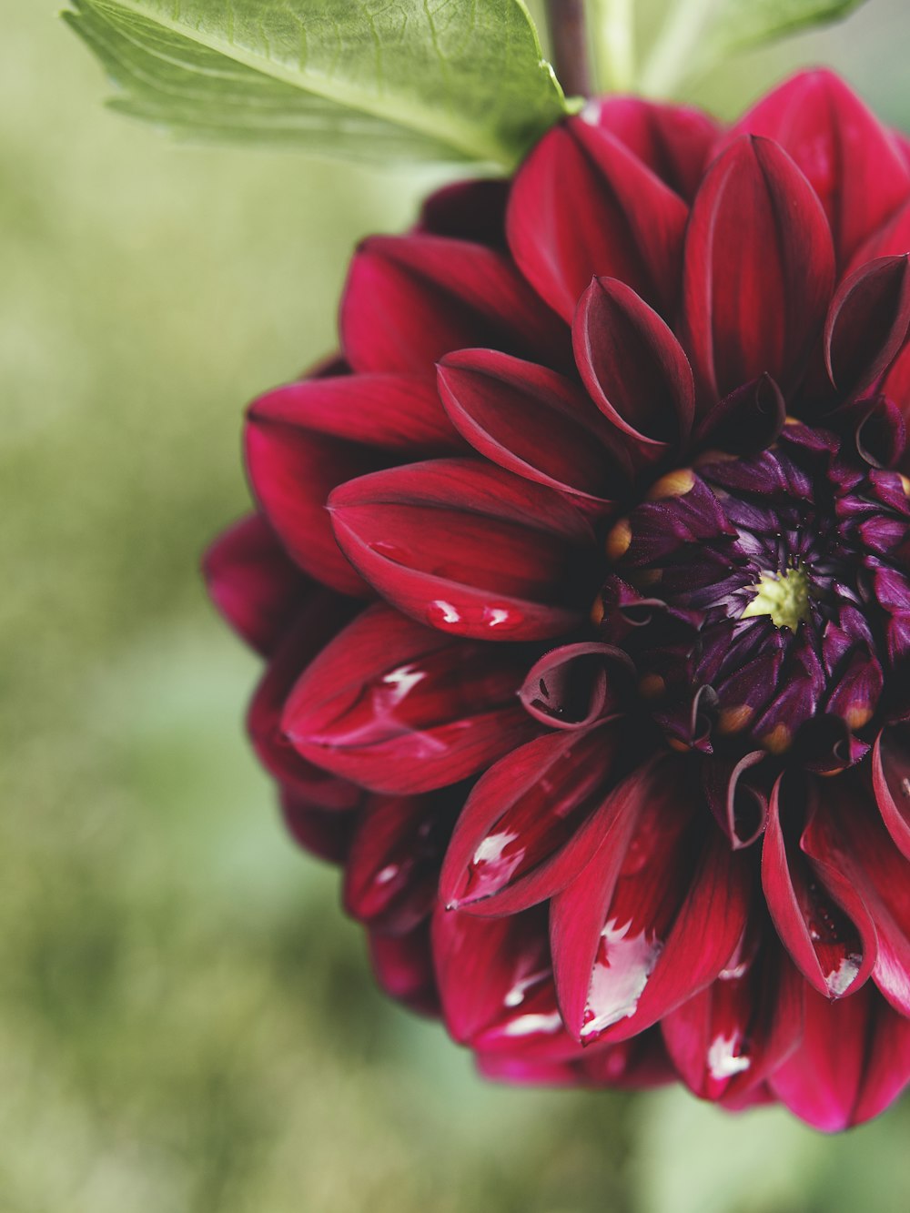 a close up of a red flower with green leaves