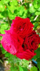 Three vibrant red roses in full bloom are surrounded by lush green foliage, creating a striking contrast. The roses appear fresh and well-formed, with delicate petals tightly packed together.