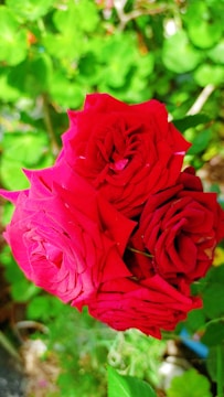 Three vibrant red roses in full bloom are surrounded by lush green foliage, creating a striking contrast. The roses appear fresh and well-formed, with delicate petals tightly packed together.