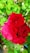 Three vibrant red roses in full bloom are surrounded by lush green foliage, creating a striking contrast. The roses appear fresh and well-formed, with delicate petals tightly packed together.