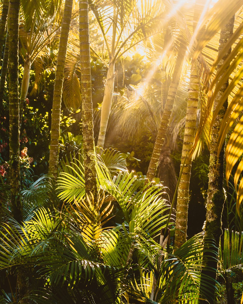 the sun shines through the palm trees in the jungle