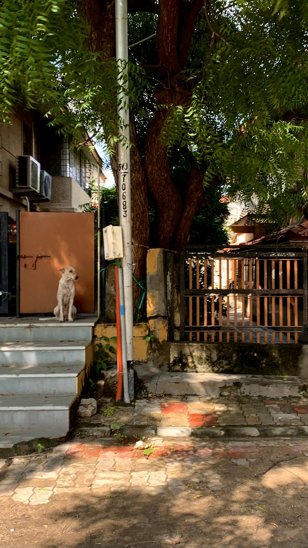 a dog is sitting on the steps of a house