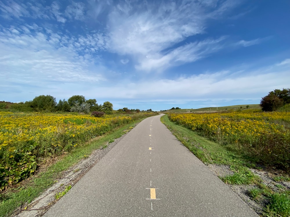 an empty road with a field of yellow flowers in the background