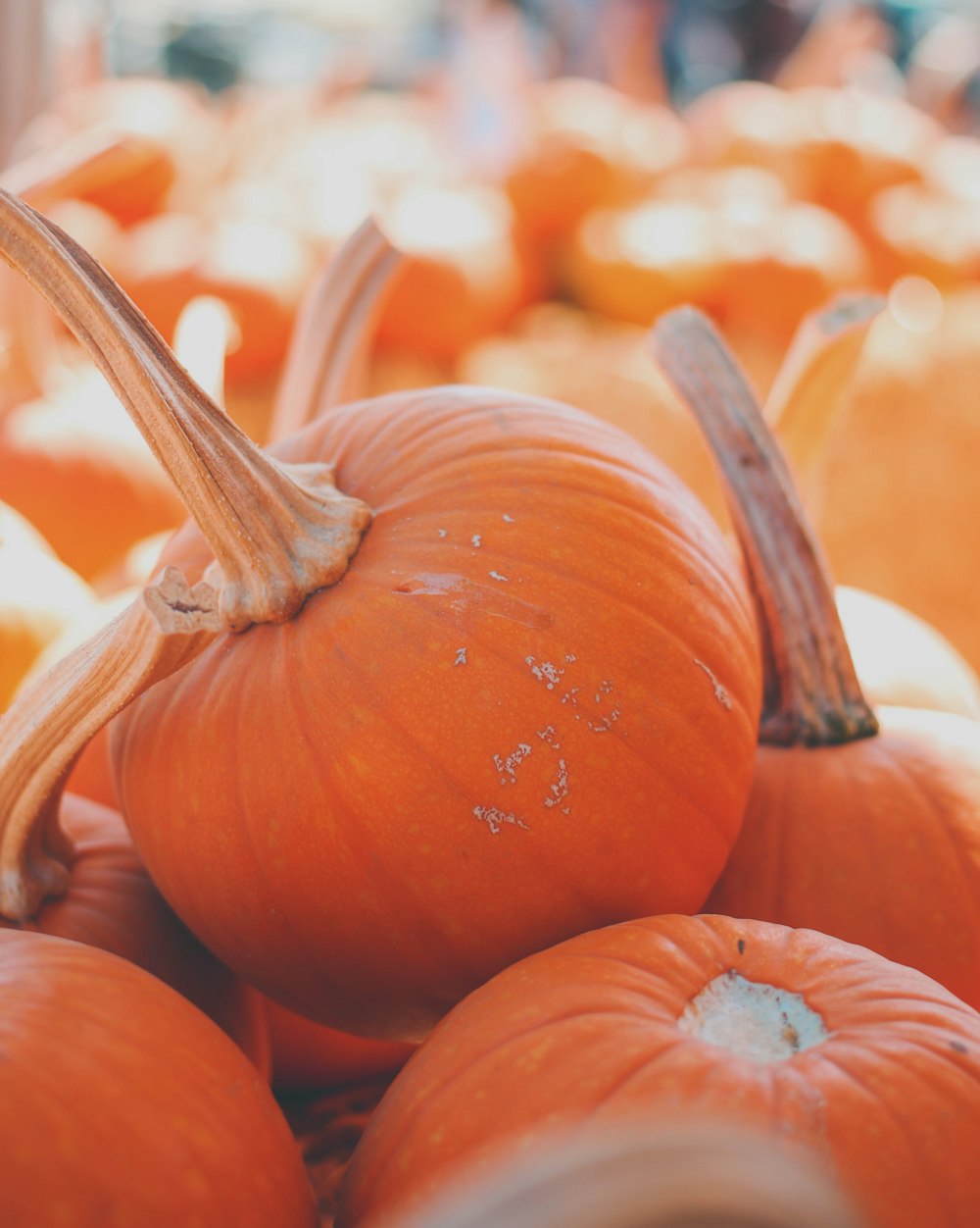 a pile of pumpkins sitting next to each other