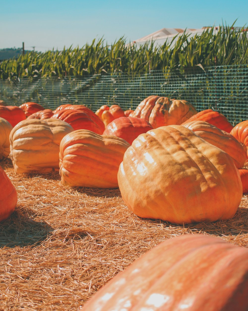 a field full of pumpkins sitting on top of dry grass