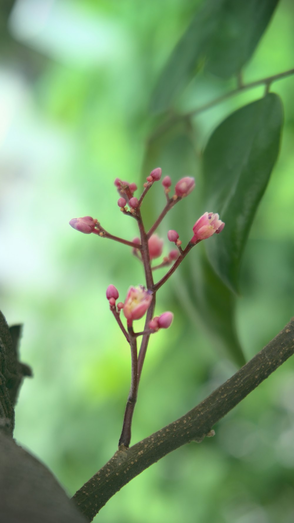 a small branch with pink flowers on it