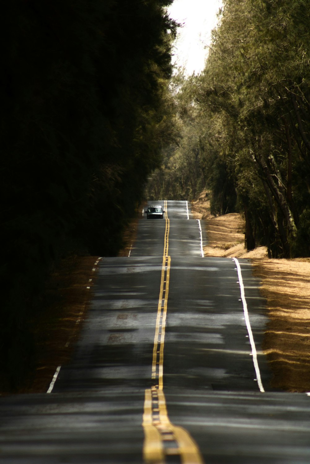 a car driving down a road next to a forest