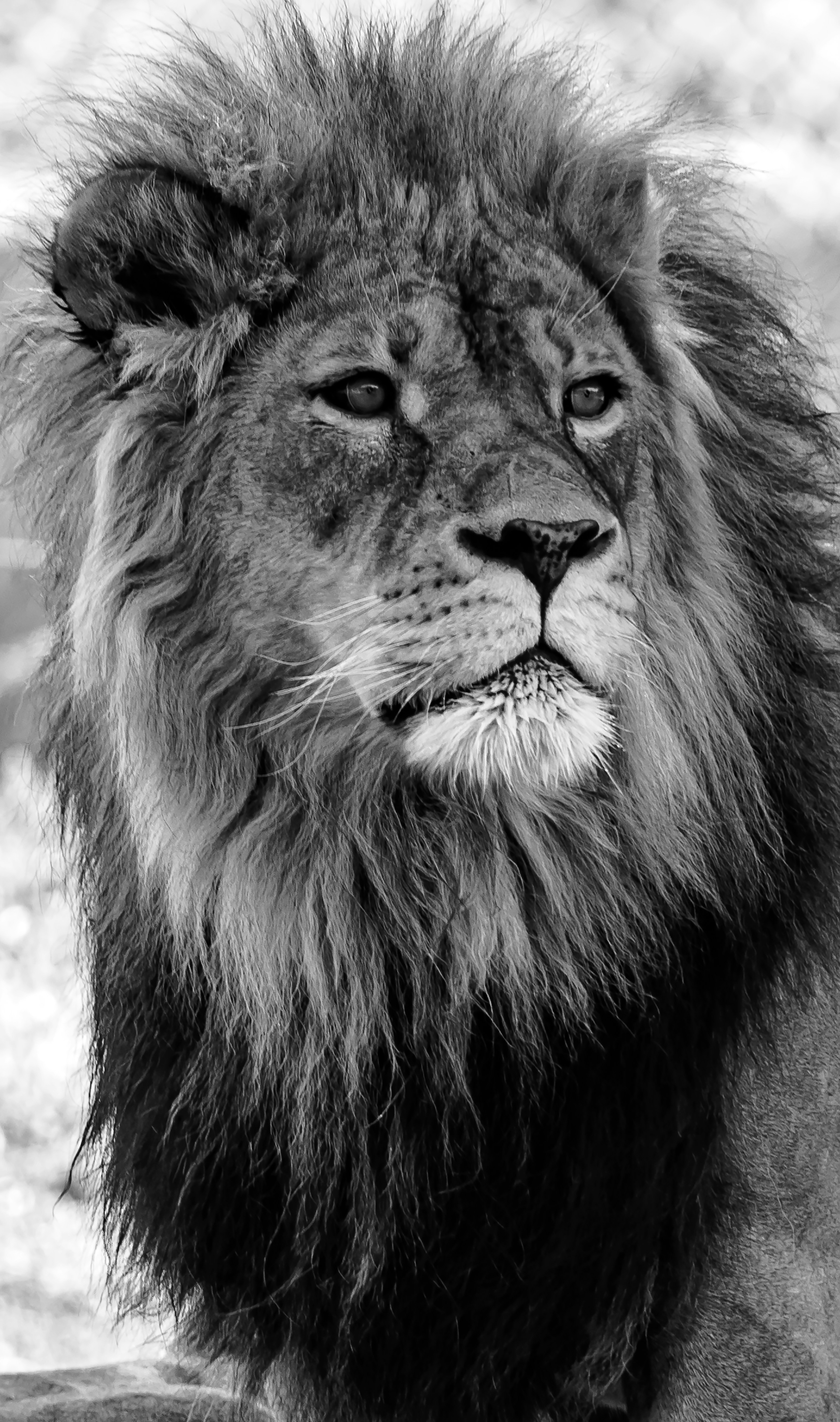 A black and white shot of a male lion