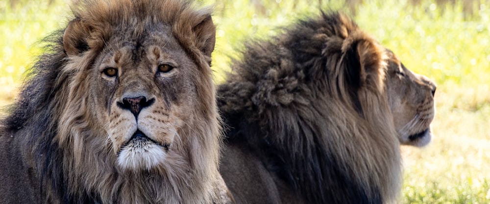 a couple of lions standing next to each other