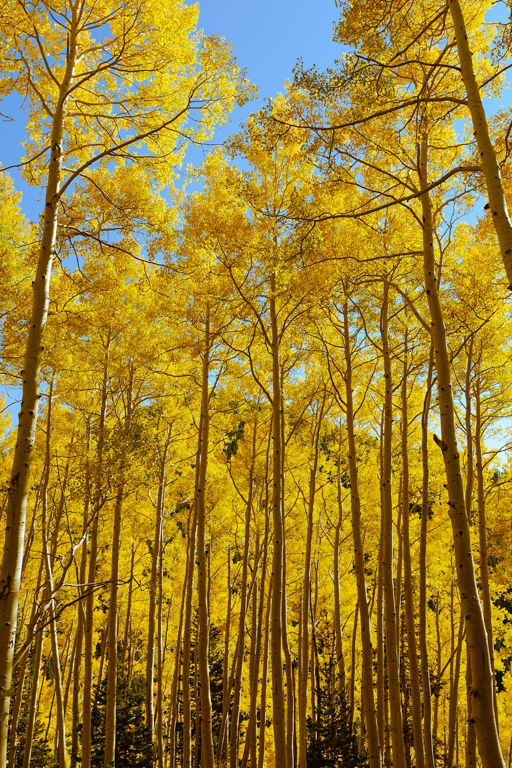 a group of trees with yellow leaves on them