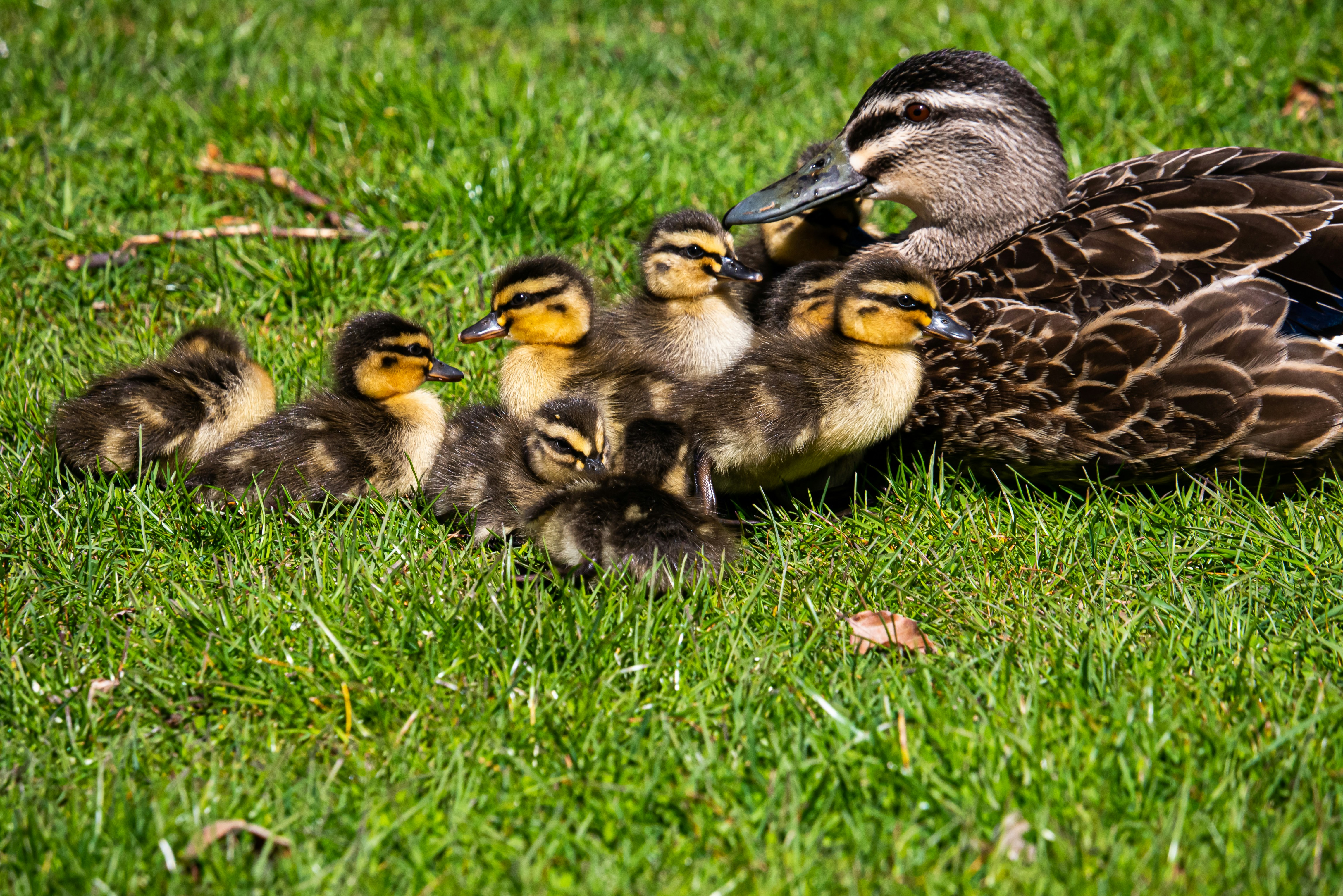 What Is A Group Of Mallard Ducks Called? (REVEALED!) »