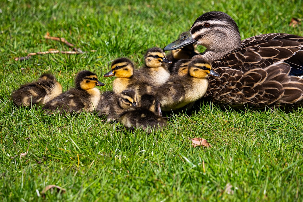 a mother duck with her ducklings in the grass