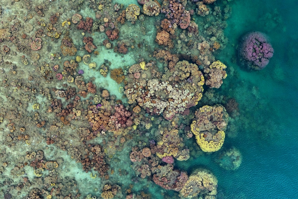 an aerial view of a coral reef in the ocean