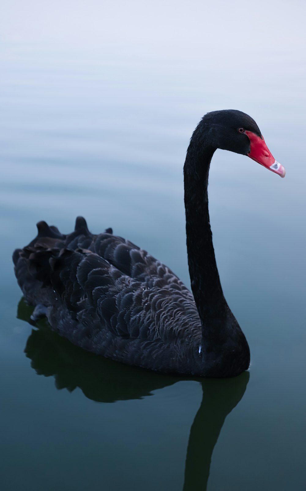 a black swan floating on top of a body of water