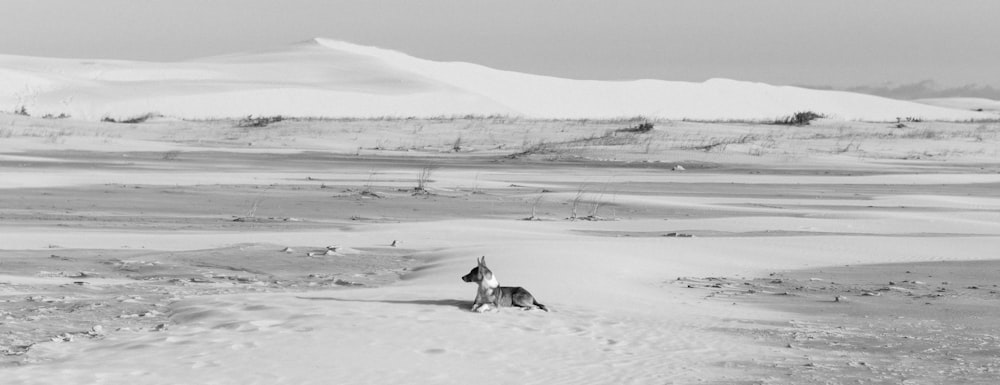 a black and white photo of a dog in the snow