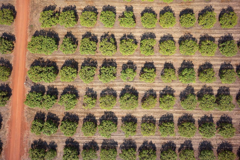 an aerial view of a field of trees