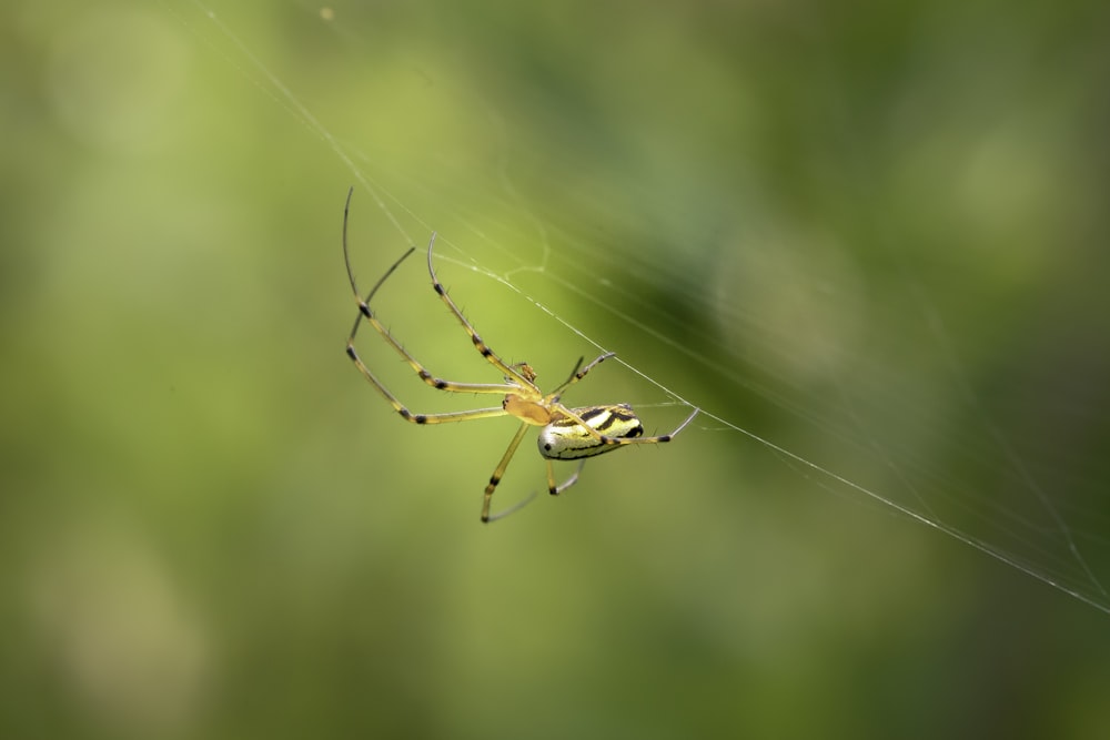 eine gelb-schwarze Spinne, die auf einem Netz sitzt