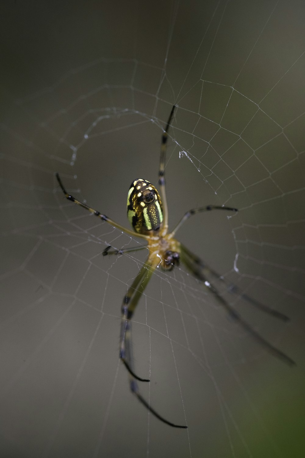 a close up of a spider on its web