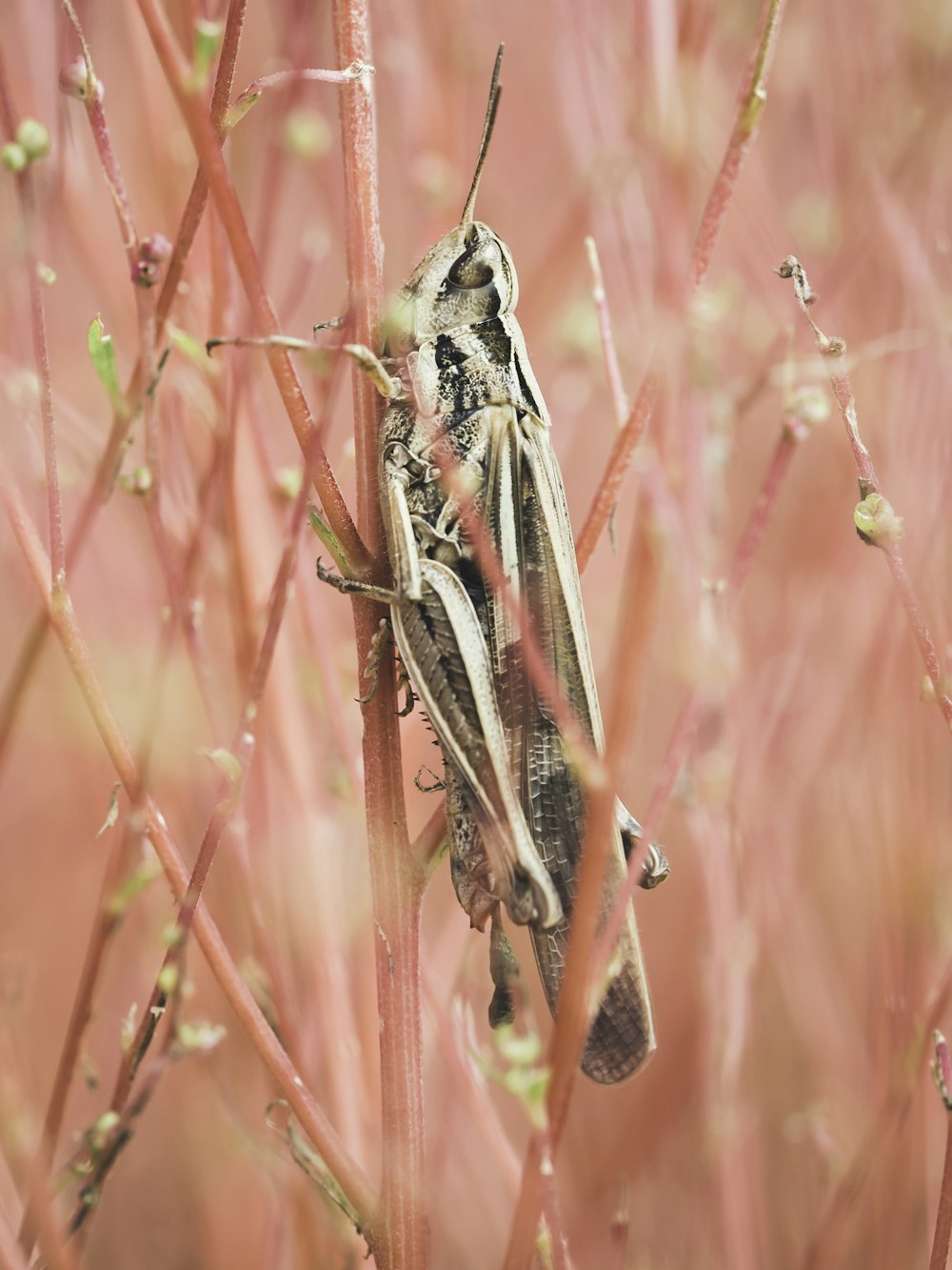 a bug that is sitting on a twig