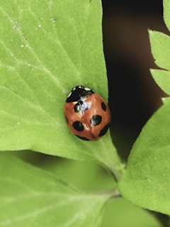 Extreme close-up of a ladybug crawling on a green leaf.