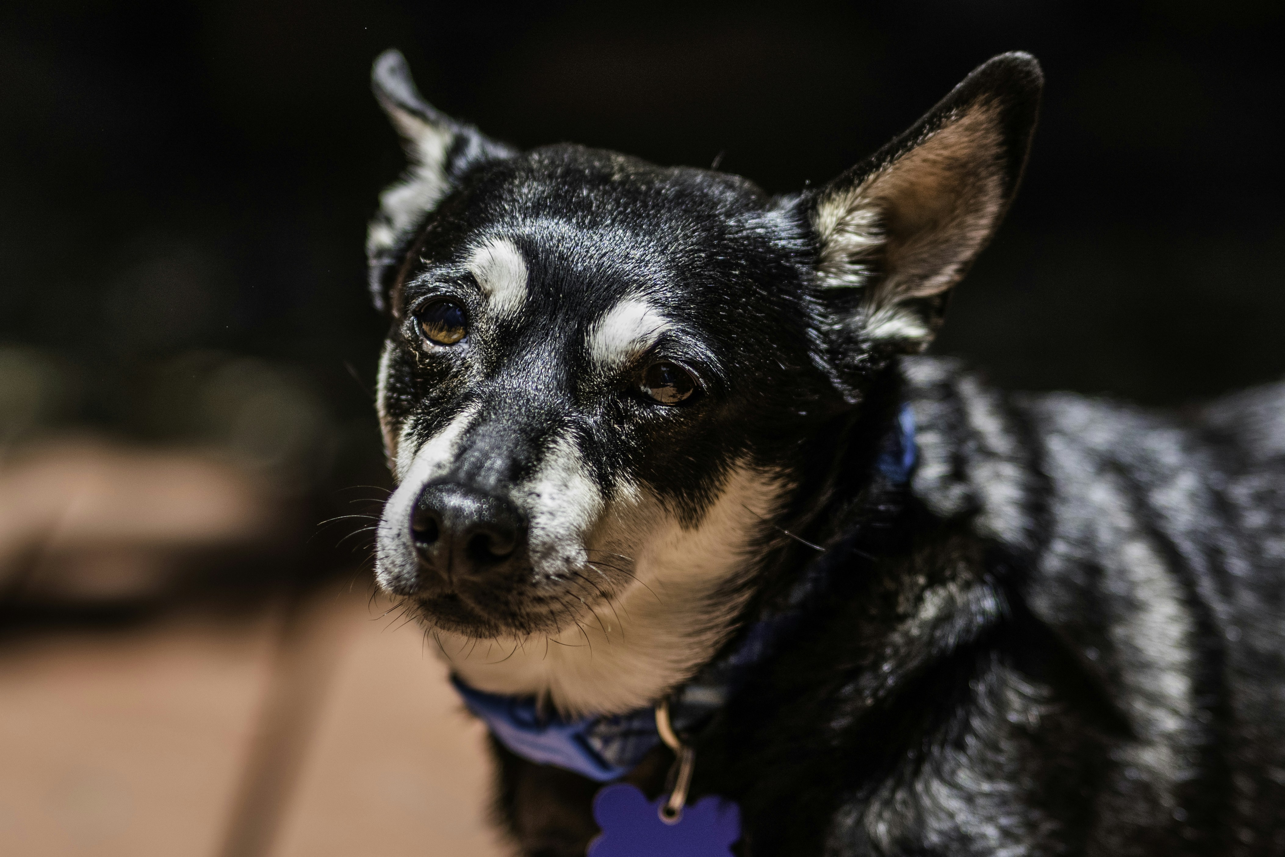 블루 칼라를 가진 흑백 개