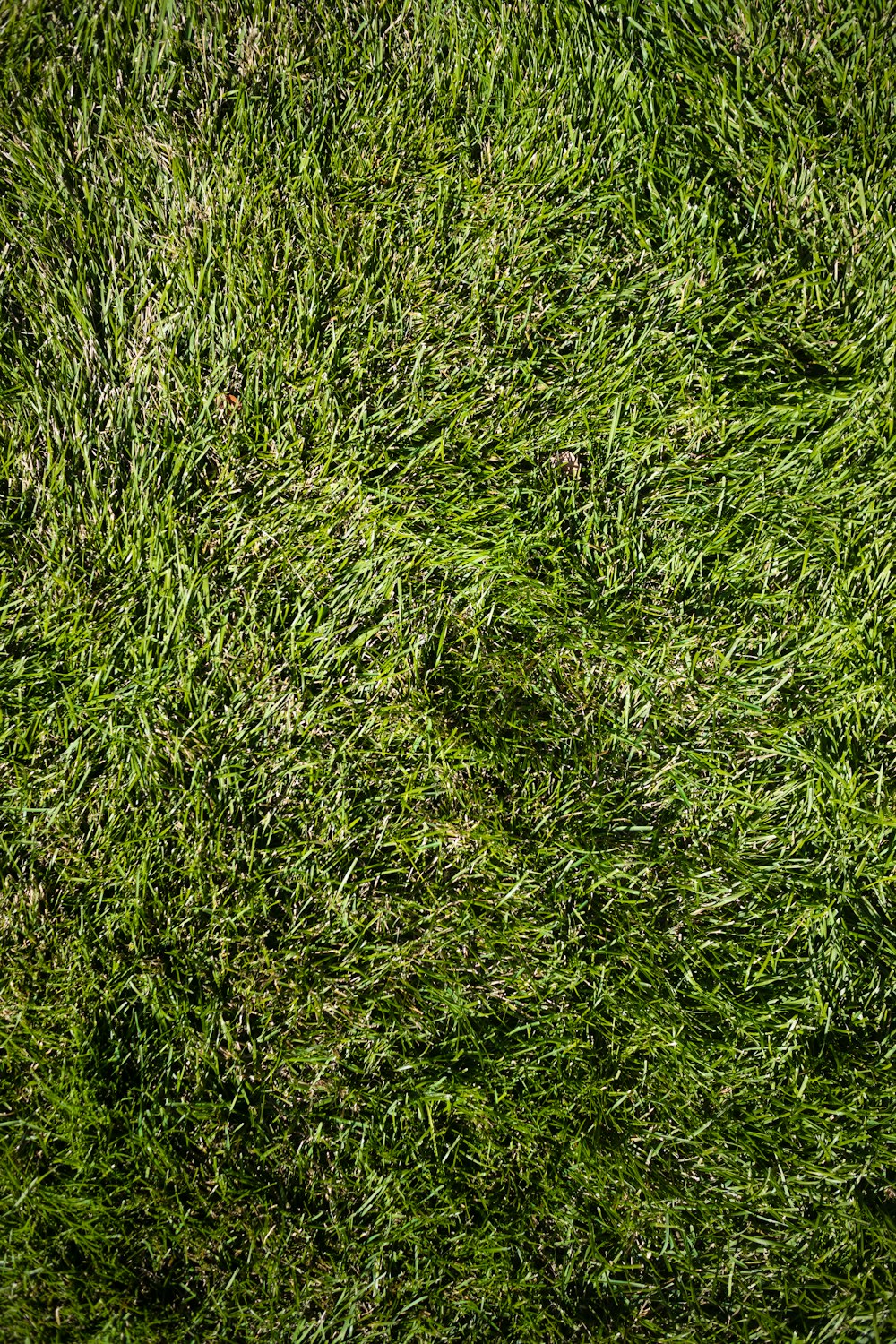 a close up of a green grass texture