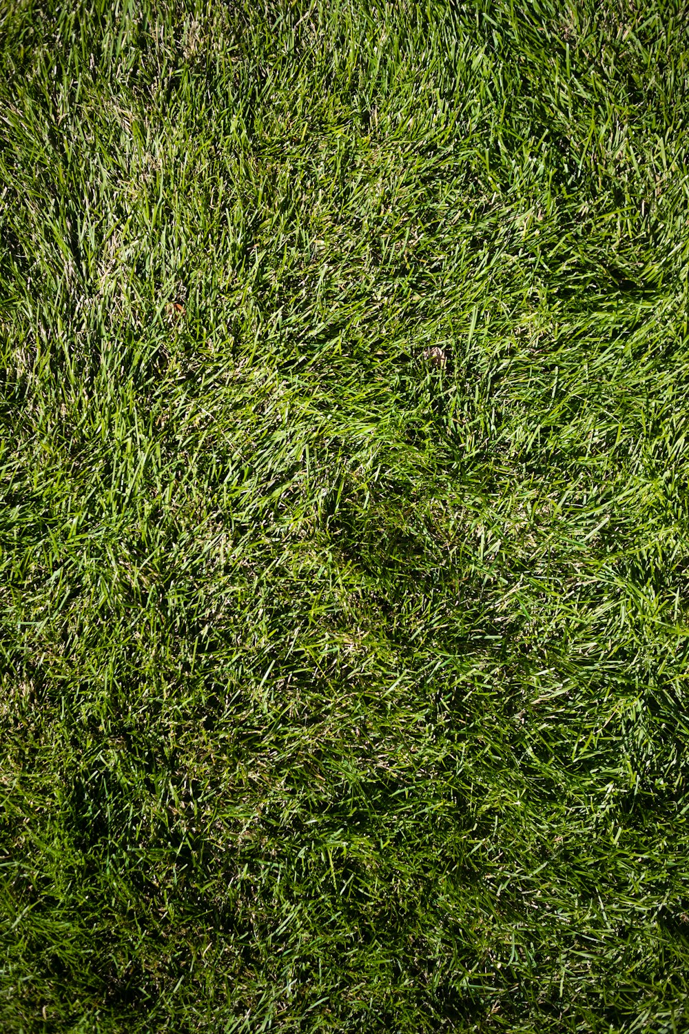 Un primer plano de una textura de hierba verde