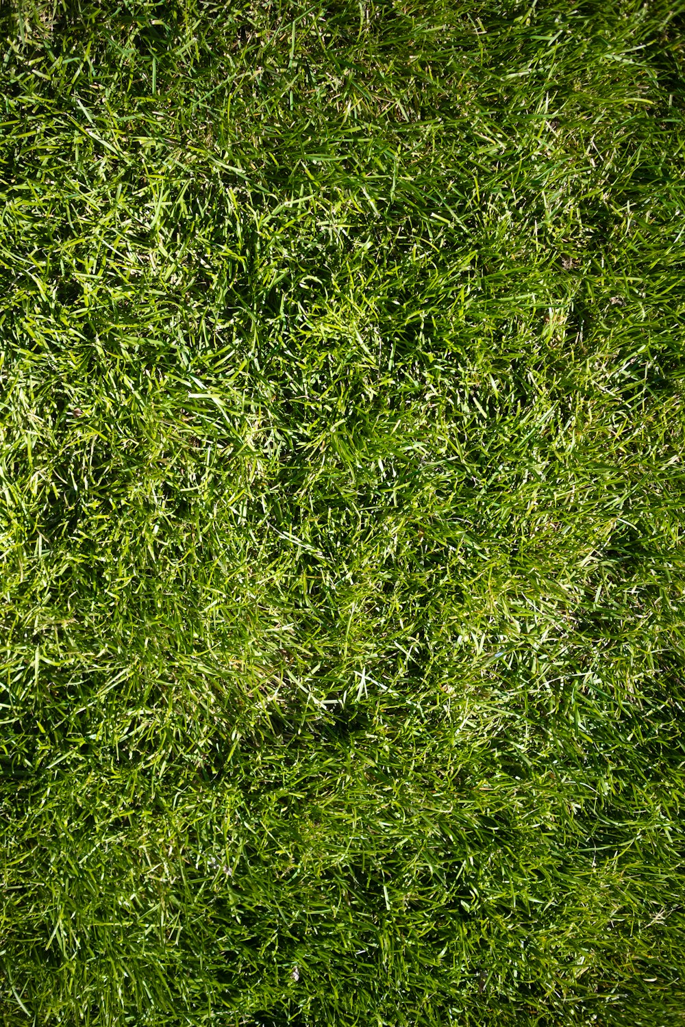 a close up of a green grass field