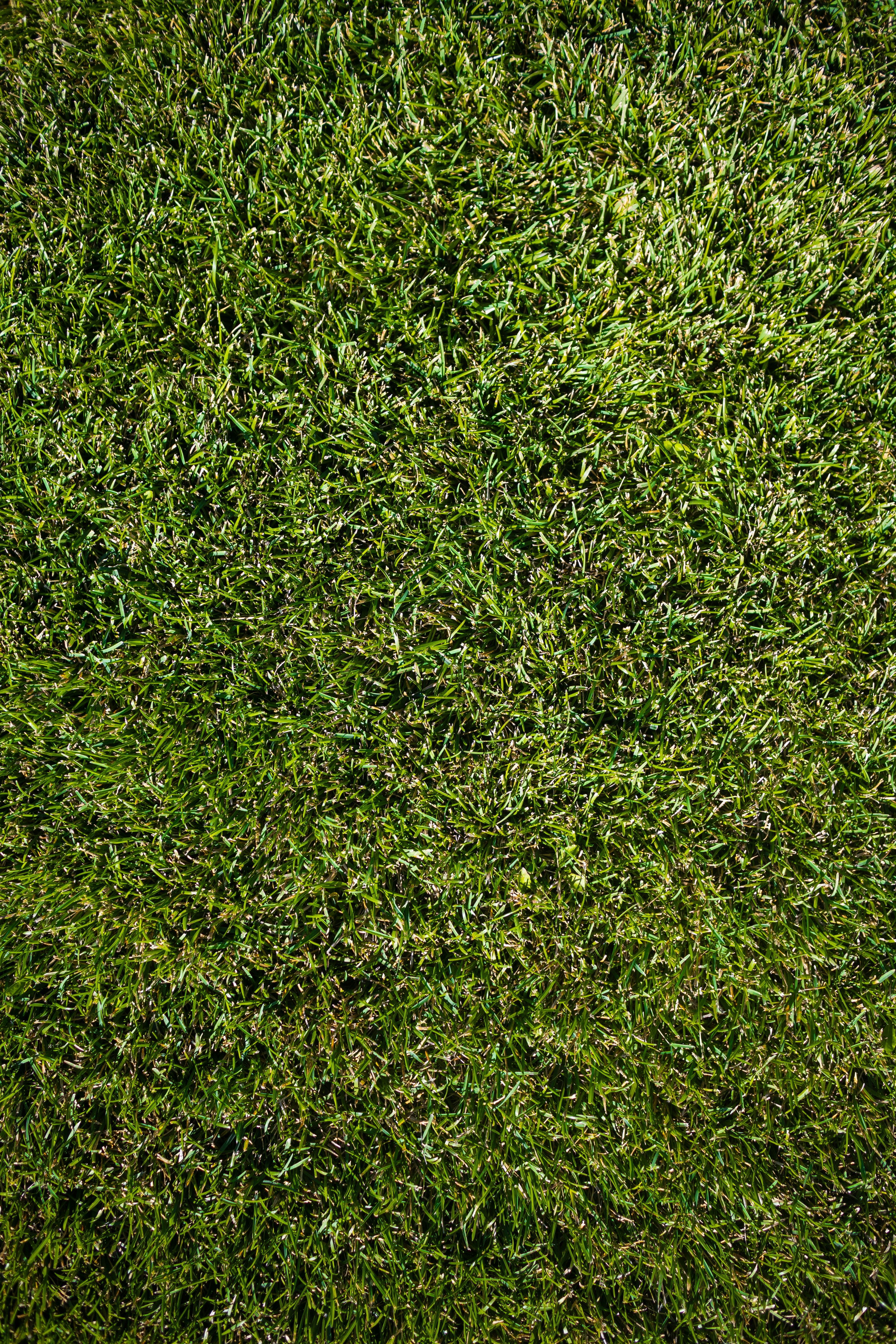 a close up of a green grass texture