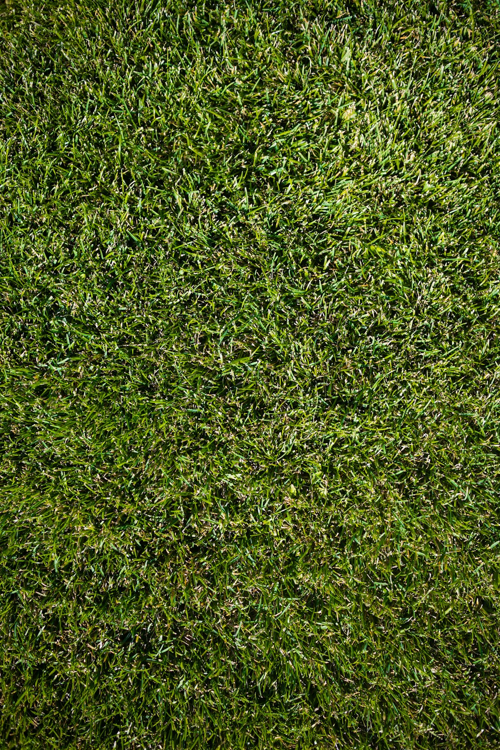a close up of a green grass texture