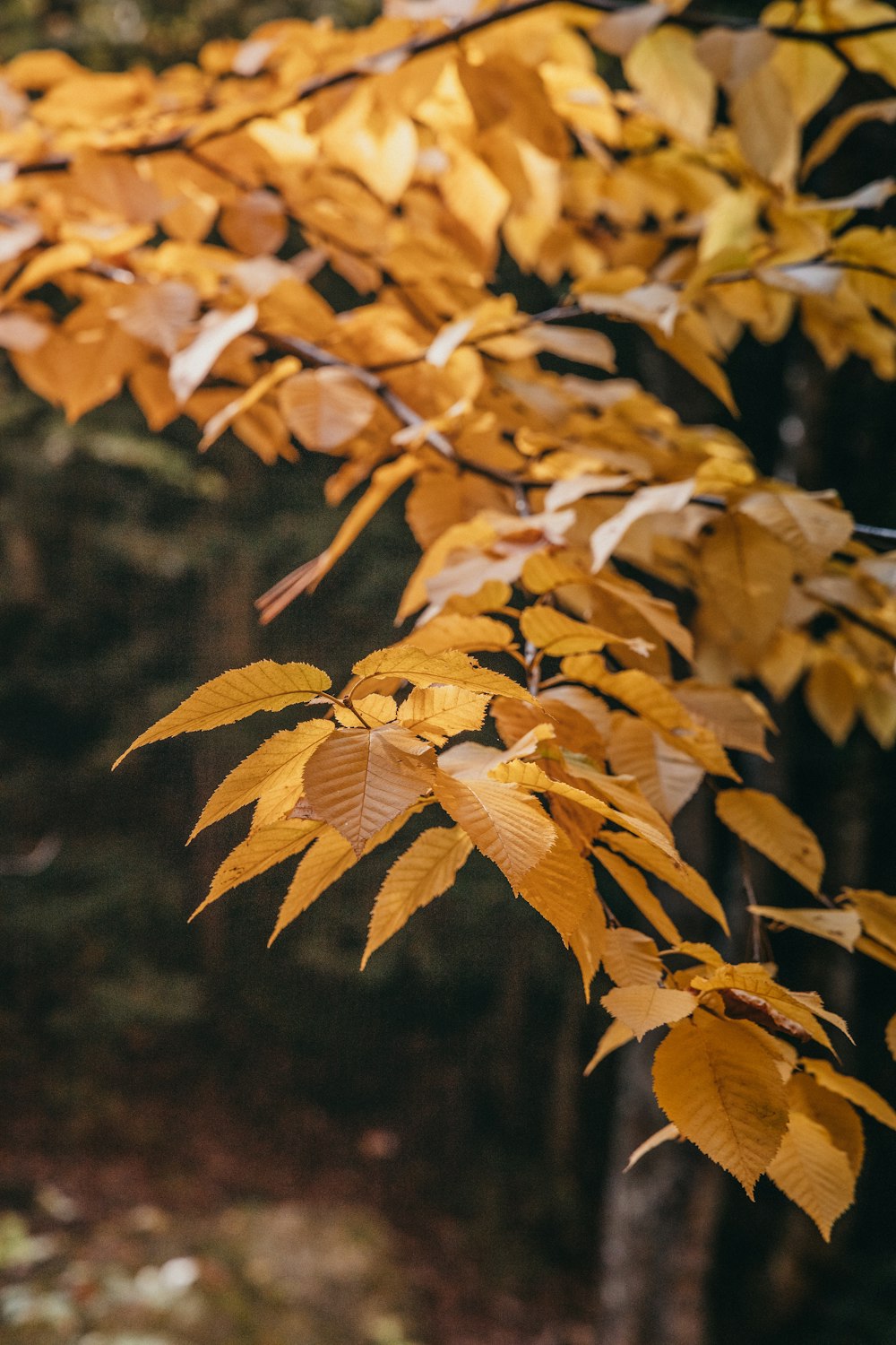 a tree with yellow leaves in a forest