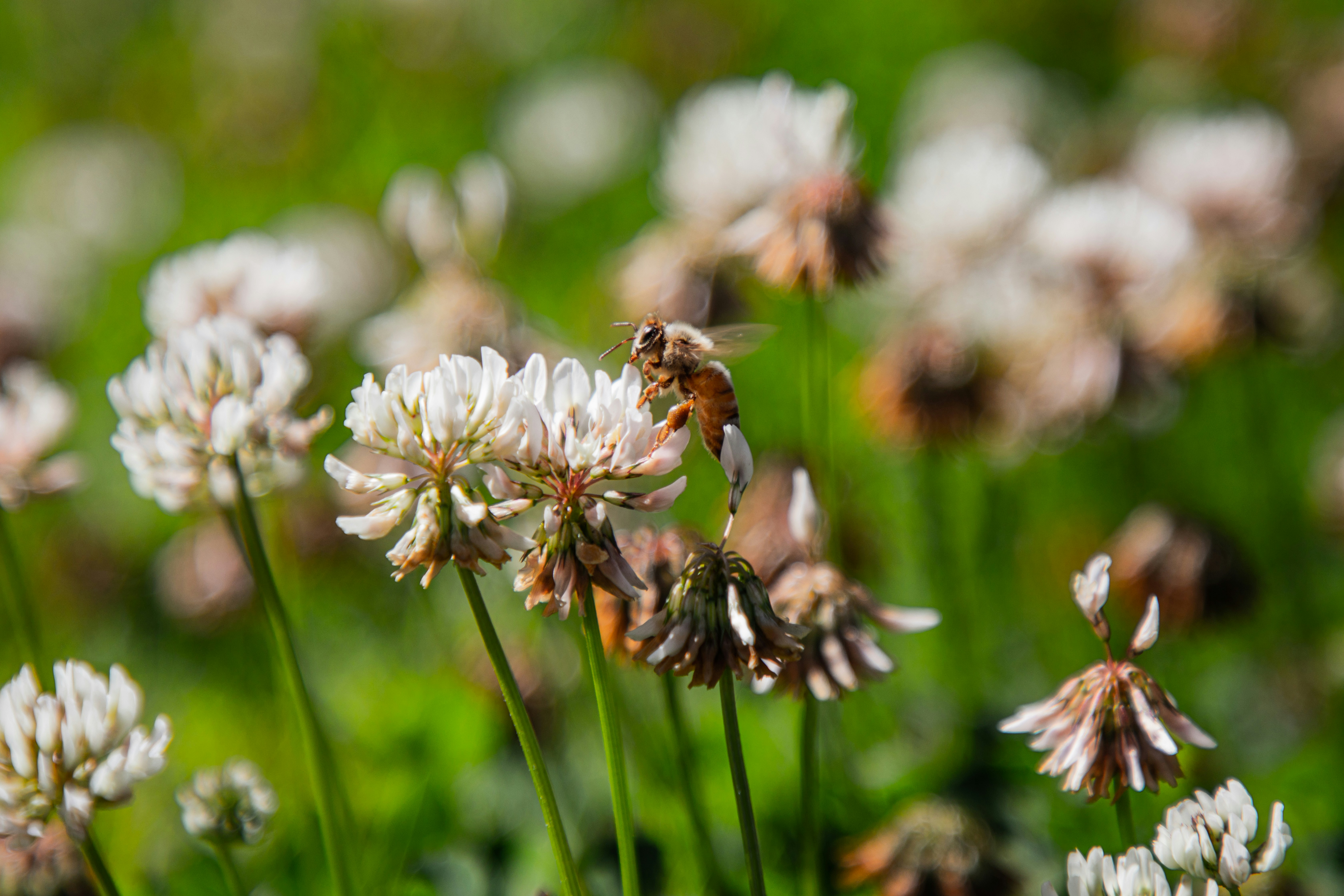 Photo by animavisual