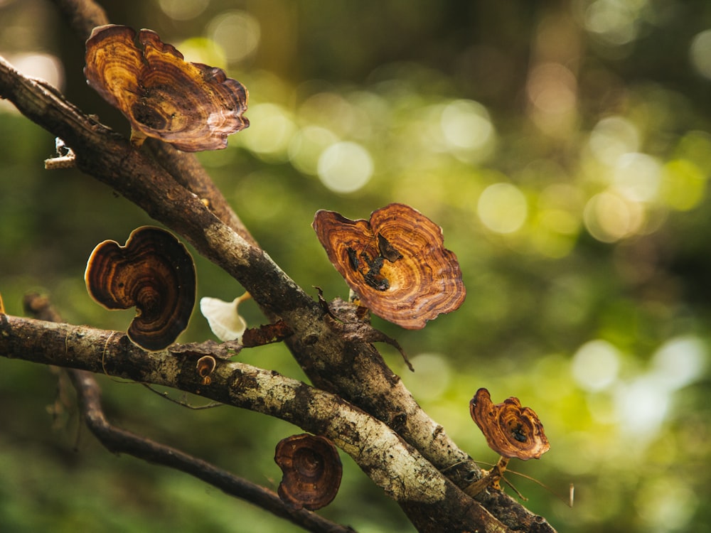 a group of mushrooms growing on a tree branch