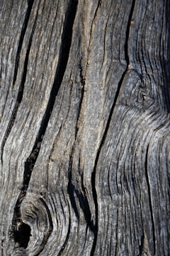 Close-up of aged wooden panel with intricate grain patterns bathed in soft natural light.