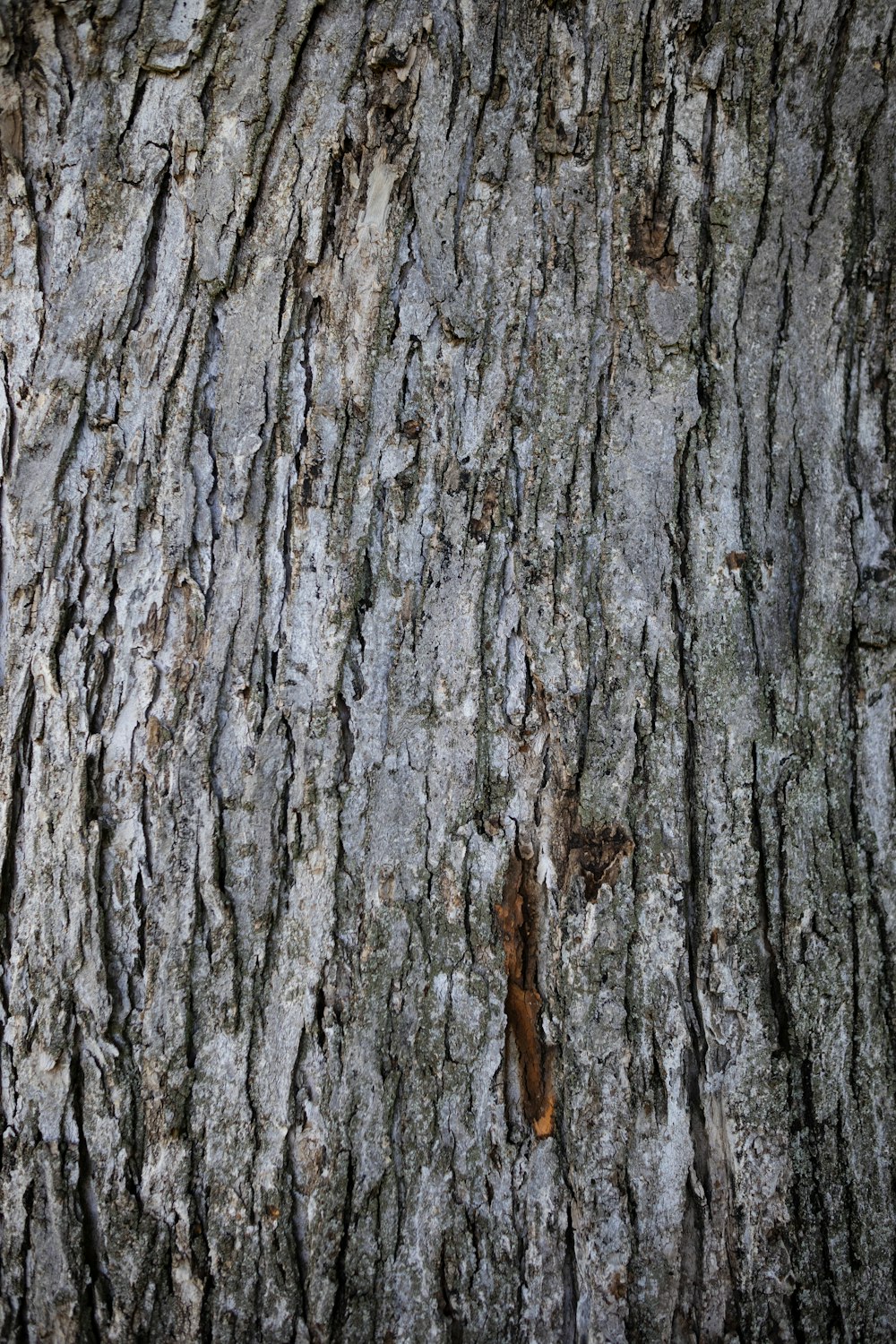 um close up da casca de uma árvore