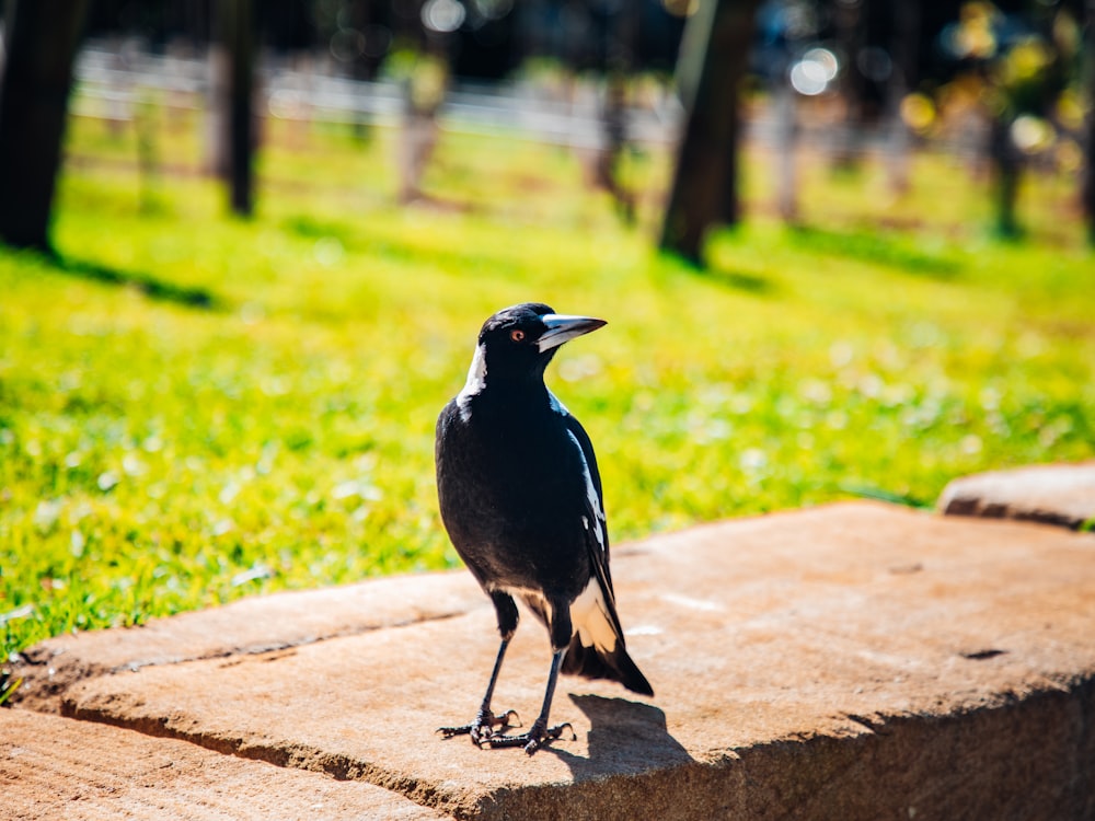 a black bird standing on a ledge in a park