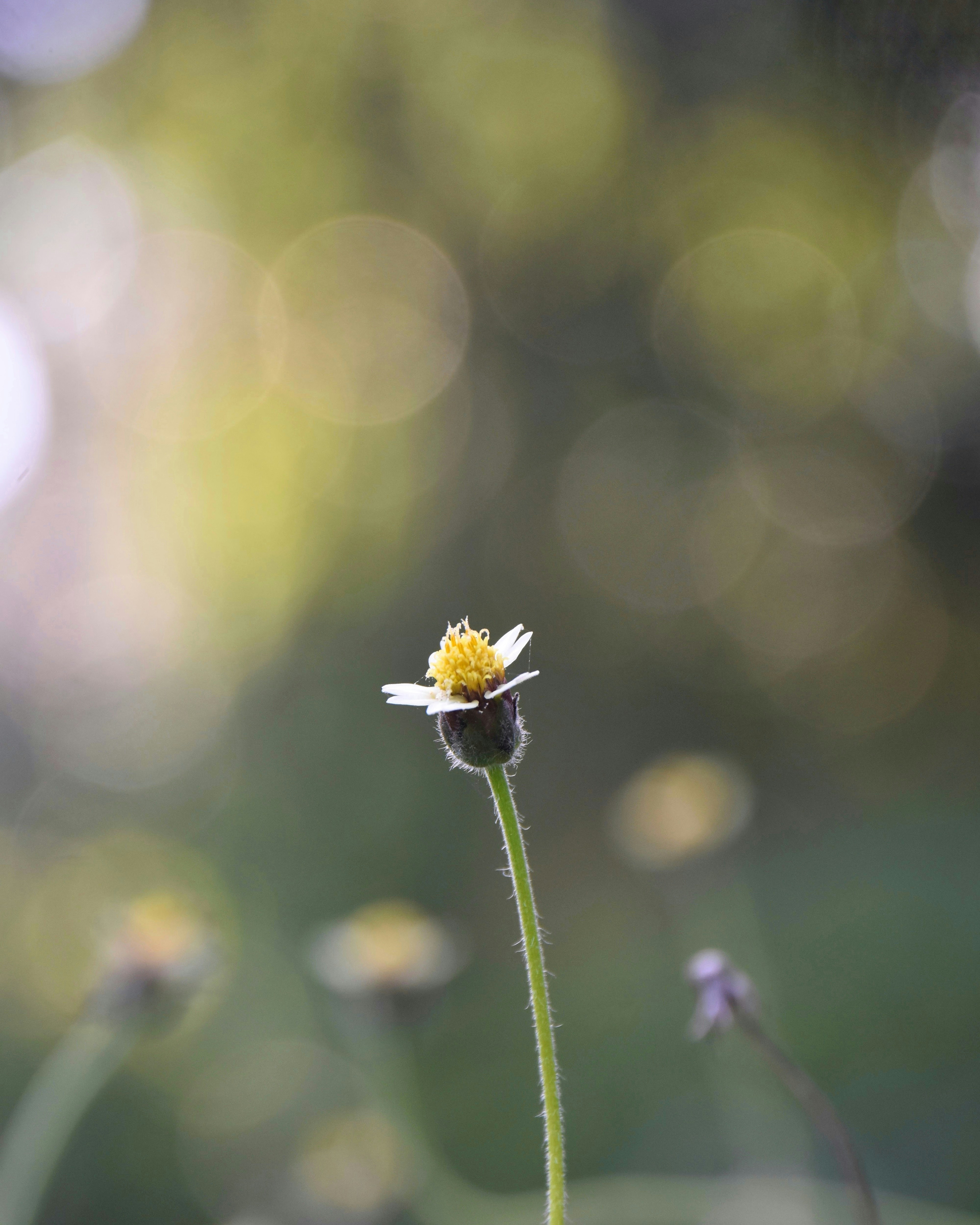 Photo by chandanshastri