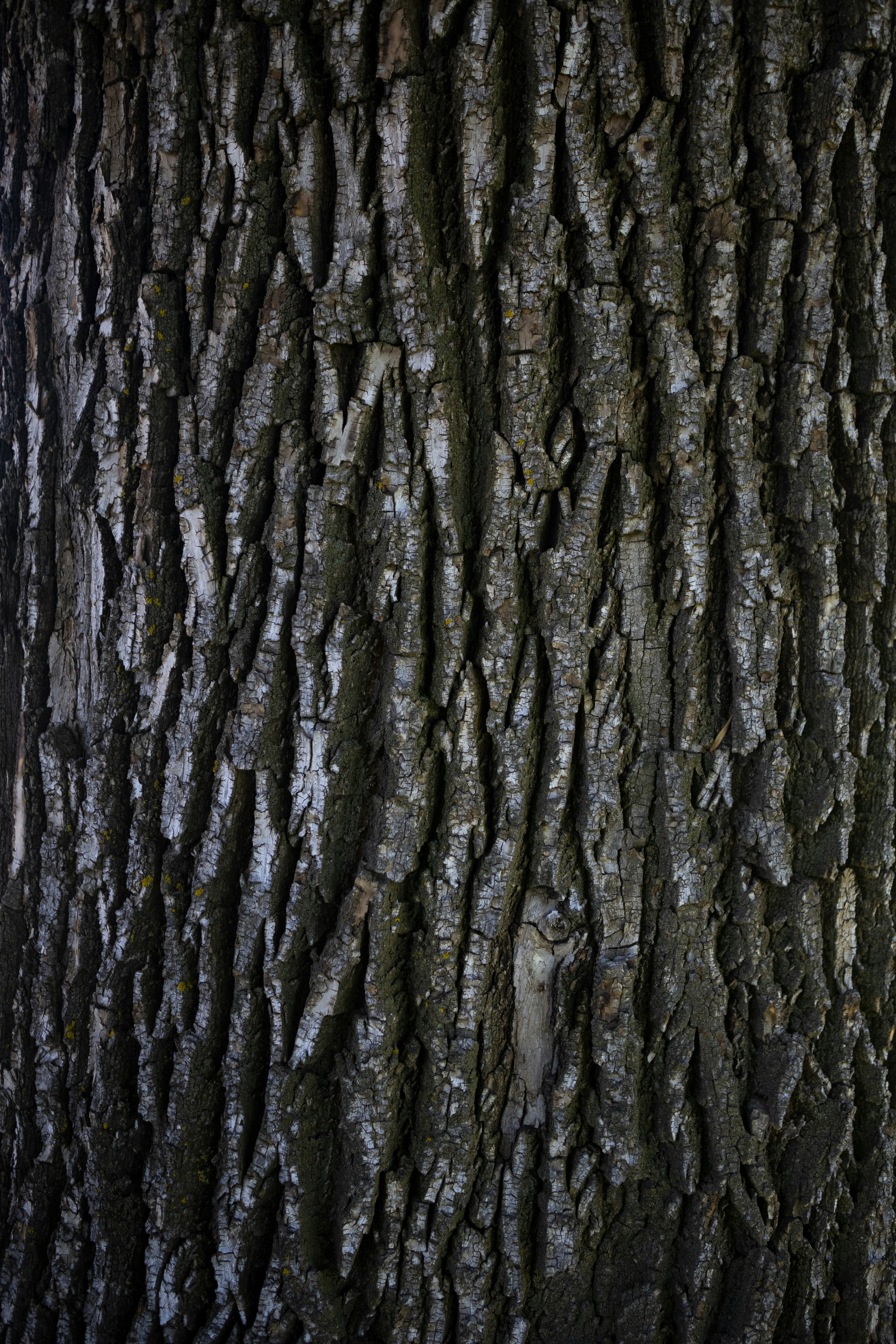 a close up of the bark of a tree