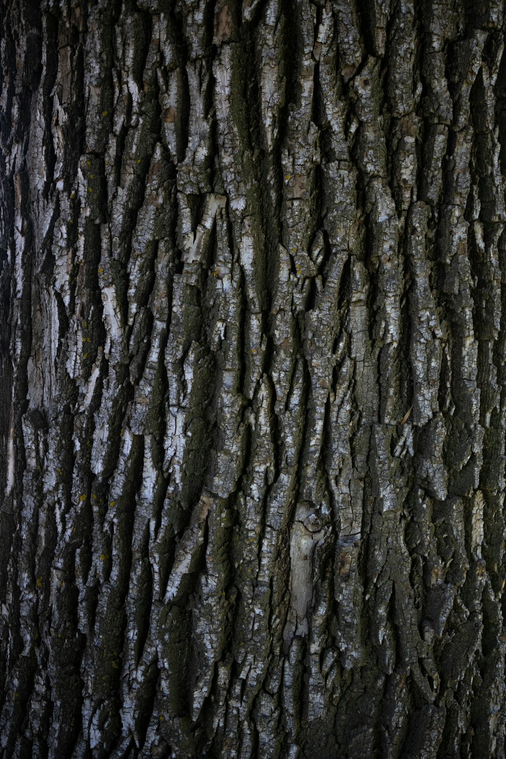 a close up of the bark of a tree